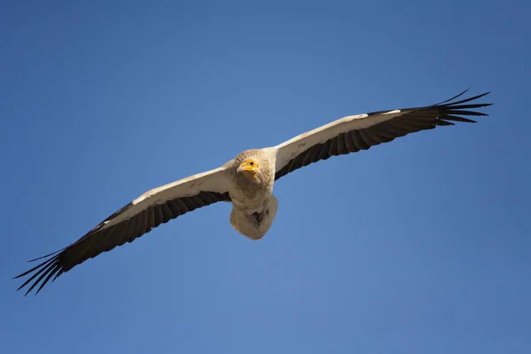 ハゲワシを飛ばす 青空の背景 エジプトのハゲワシネオフロン ペルクノプテラス — ストック写真