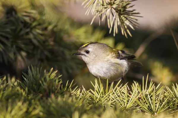 Natura Uccelli Natura Variopinta Habitat Sfondo — Foto Stock