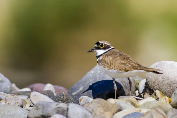 Wetland Vogels Kleurrijke Natuur Habitat Achtergrond — Stockfoto