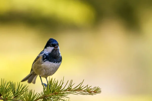 Schattige Kleine Vogel Natuur Achtergrond Park Tuin Bos Vogel Kolen — Stockfoto