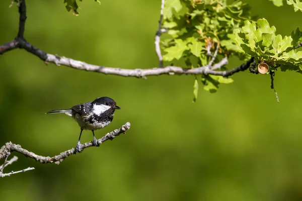 かわいい鳥自然の背景 庭の森の鳥 石炭のティット — ストック写真