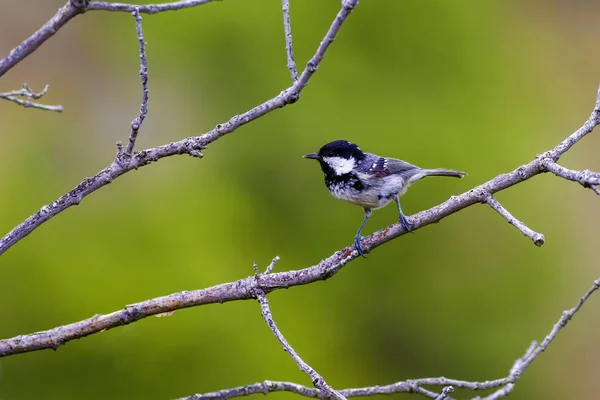 Joli Petit Oiseau Fond Naturel Parc Jardin Forêt Oiseau Charbon — Photo