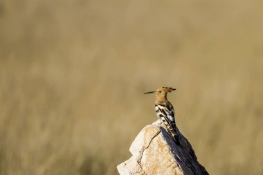 Sevimli kuş çemberi. Sarı doğa arka planı. Avrasya Hoopoe Upupa epops.