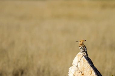 Sevimli kuş çemberi. Sarı doğa arka planı. Avrasya Hoopoe Upupa epops.