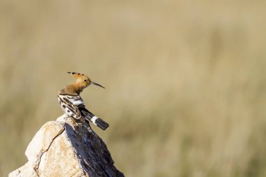 Sevimli kuş çemberi. Sarı doğa arka planı. Avrasya Hoopoe Upupa epops.