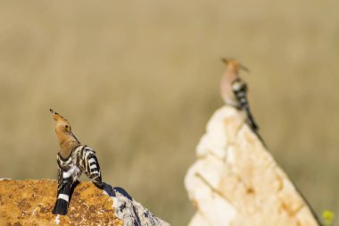 Sevimli kuş çemberi. Sarı doğa arka planı. Avrasya Hoopoe Upupa epops.