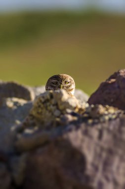 Küçük baykuş. Doğa habitat arka plan.