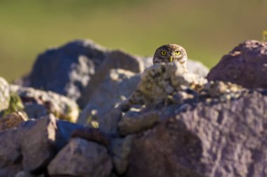 Oel. Küçük baykuş. Yeşil doğa arka planı.