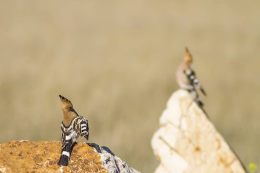 Sevimli kuş çemberi. Sarı doğa arka planı. Avrasya Hoopoe Upupa epops.