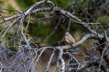 Doğa ve kuşlar. Renkli doğa habitat arka plan.