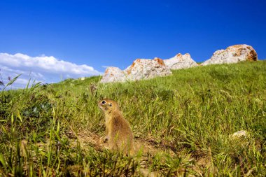 Sevimli hayvan. Yer Sincabı. Yeşil doğa ve mavi gökyüzü arka plan.