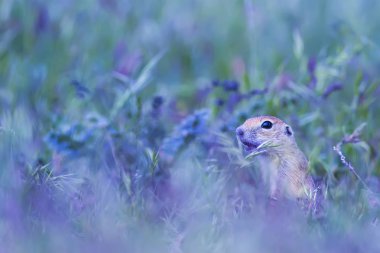 Sevimli hayvan. Yer Sincabı. Yeşil doğa ve mavi gökyüzü arka plan.