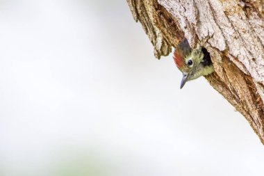 Ağaçtaki sevimli ağaçkakan. Yeşil orman arka planı. Kuş: Orta Benekli Ağaçkakan. Dendrocopos medius.