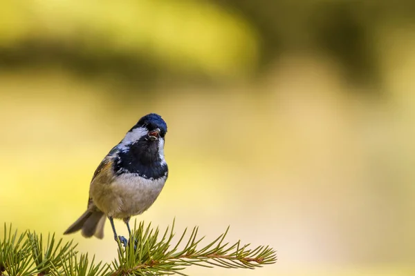 Nature and birds. Colorful nature habitat background.