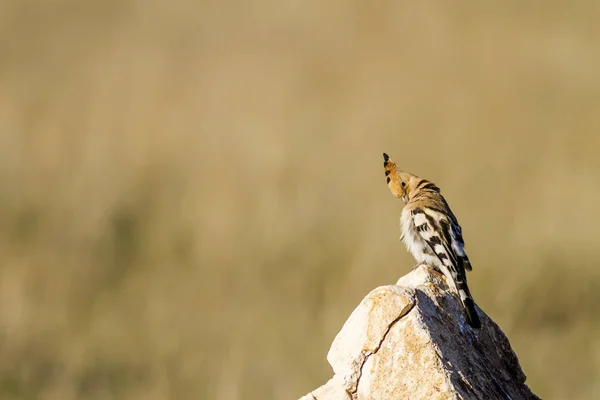 かわいい鳥のフープ 黄色の自然の背景 ユーラシア フープ ウプー ウプパ エポップス — ストック写真