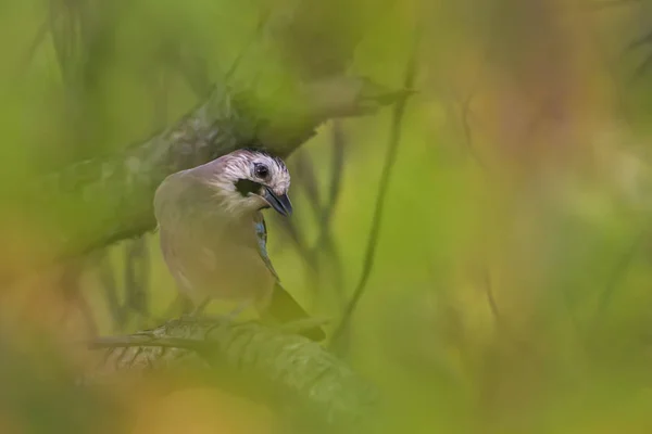 Nature and birds. Colorful nature habitat background.