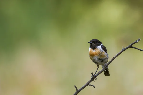 Příroda Ptáci Barevné Pozadí Přírodních Stanovišť — Stock fotografie