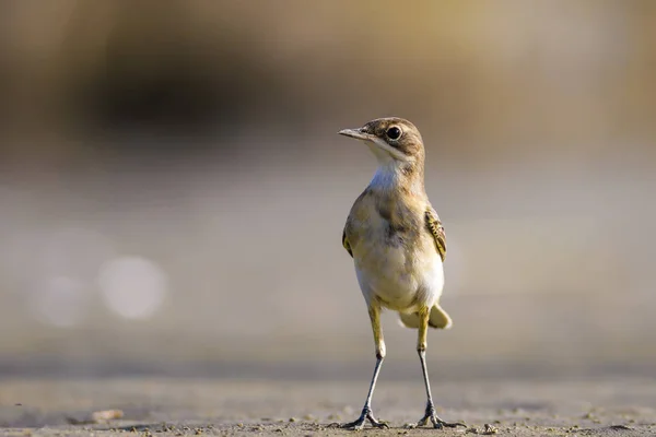 Příroda Ptáci Barevné Pozadí Přírodních Stanovišť — Stock fotografie