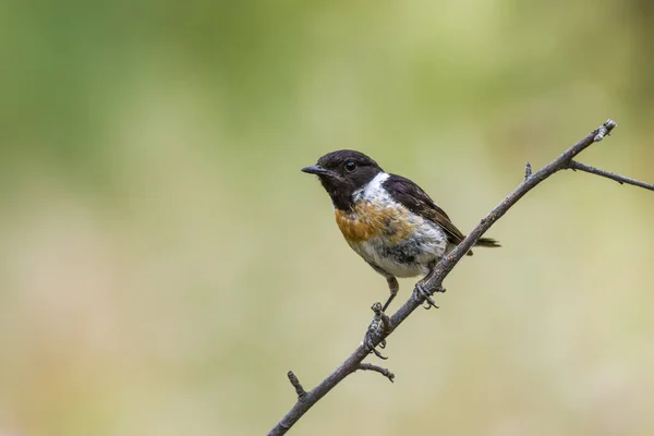 Příroda Ptáci Barevné Pozadí Přírodních Stanovišť — Stock fotografie