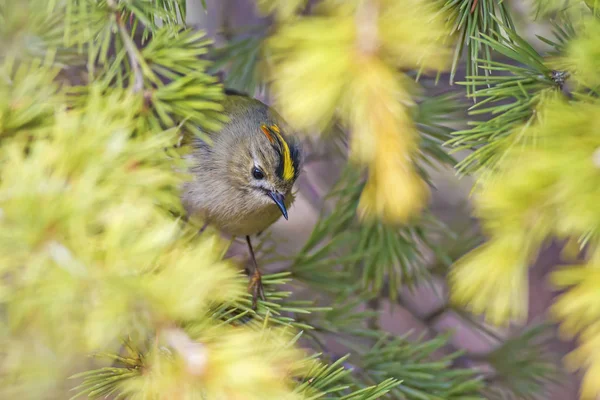 Natur Und Vögel Bunte Natur Lebensraum Hintergrund — Stockfoto