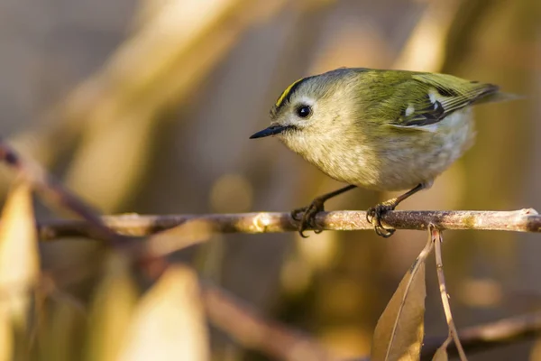 Natur Und Vögel Bunte Natur Lebensraum Hintergrund — Stockfoto