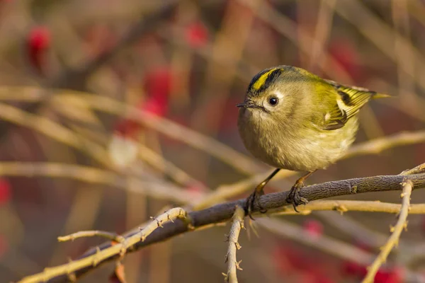 Natur Och Fåglar Färgglada Natur Habitat Bakgrund — Stockfoto