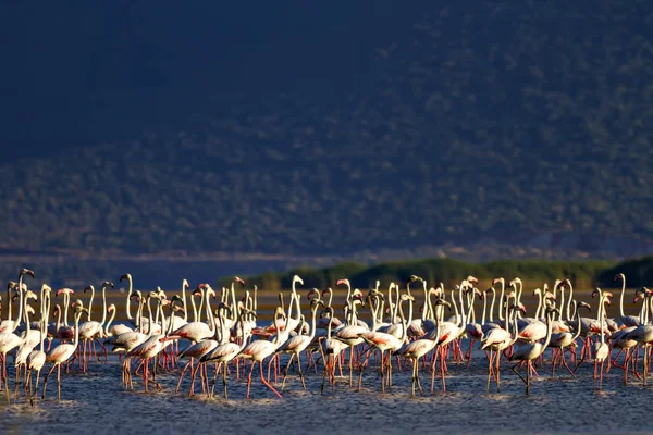 Renkli kuş Büyük Flamingo. Phoenicopterus roseus. Doğa habitat arka plan.