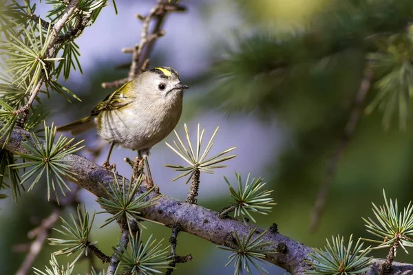 Nature and birds. Colorful nature habitat background.