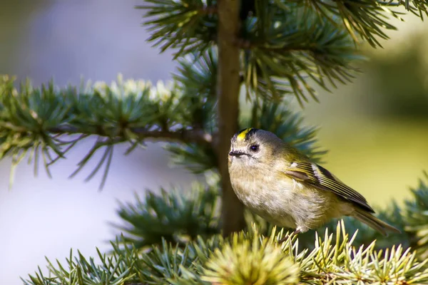 Nature Oiseaux Nature Colorée Fond Habitat — Photo