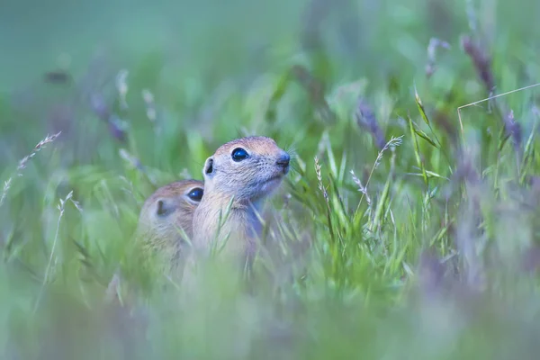 Cute animal. Ground Squirrel. Green nature and blue sky background.