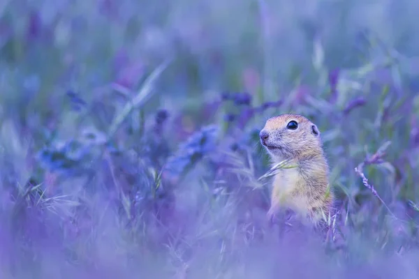 Cute animal. Ground Squirrel. Green nature and blue sky background.
