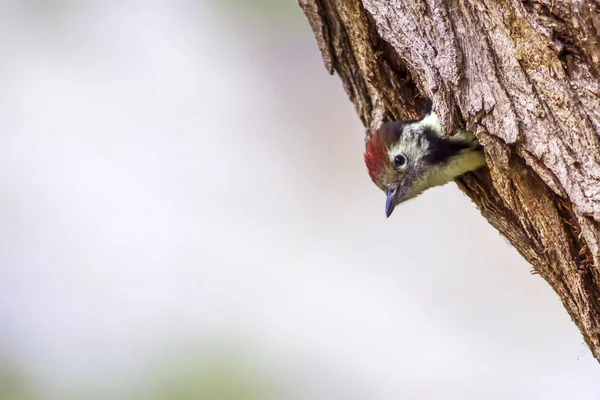 Roztomilý Woodpecker Stromě Zelená Lesní Pozadí Pták Prostřední Skvrnitý Woodpecker — Stock fotografie