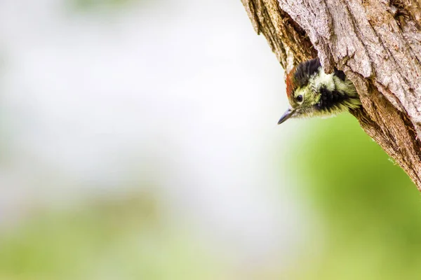 Niedlicher Specht Auf Baum Grüner Waldhintergrund Vogel Mittelspecht Dendrokopos Medius — Stockfoto