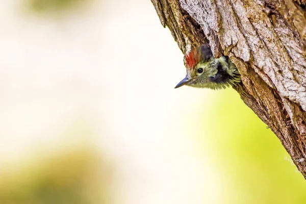 Niedlicher Specht Auf Baum Grüner Waldhintergrund Vogel Mittelspecht Dendrokopos Medius — Stockfoto