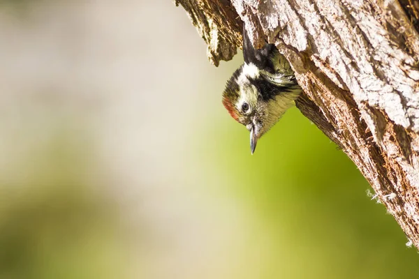 树上可爱的木鸟 绿色森林背景 中斑点木鸟 登德罗科波斯 梅杜斯 — 图库照片