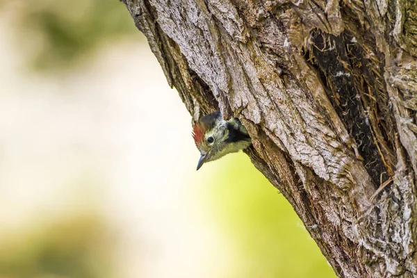 Ağaçtaki Sevimli Ağaçkakan Yeşil Orman Arka Planı Kuş Orta Benekli — Stok fotoğraf