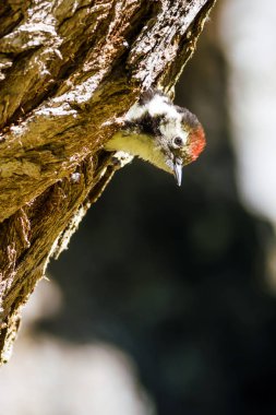 Ağaçtaki sevimli ağaçkakan. Yeşil orman arka planı. Kuş: Orta Benekli Ağaçkakan. Dendrocopos medius.