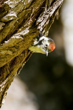 Ağaçtaki sevimli ağaçkakan. Yeşil orman arka planı. Kuş: Orta Benekli Ağaçkakan. Dendrocopos medius.