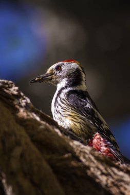 Ağaçtaki sevimli ağaçkakan. Yeşil orman arka planı. Kuş: Orta Benekli Ağaçkakan. Dendrocopos medius.
