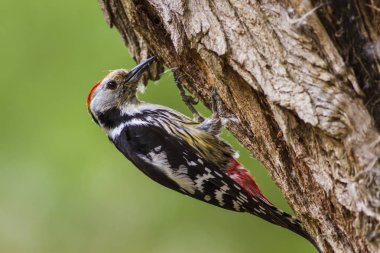 Ağaçtaki sevimli ağaçkakan. Yeşil orman arka planı. Kuş: Orta Benekli Ağaçkakan. Dendrocopos medius.