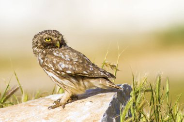 Oel. Küçük baykuş. Yeşil doğa arka planı.