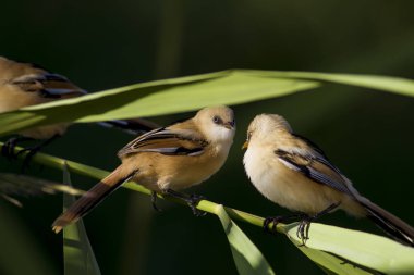 Sevimli kuş. Sakallı kuş. Doğa arka planı. Sakallı Sazlık. Panurus biarmicus.