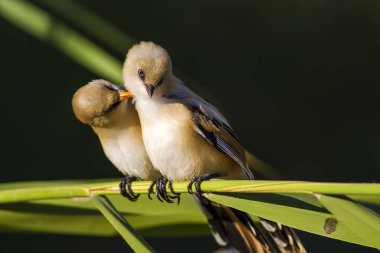 Sevimli kuş. Sakallı kuş. Doğa arka planı. Sakallı Sazlık. Panurus biarmicus.
