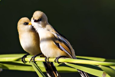 Sevimli kuş. Sakallı kuş. Doğa arka planı. Sakallı Sazlık. Panurus biarmicus.