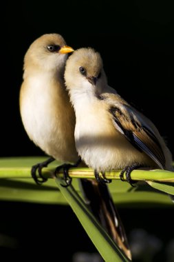 Sevimli kuş. Sakallı kuş. Doğa arka planı. Sakallı Sazlık. Panurus biarmicus.