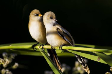 Sevimli kuş. Sakallı kuş. Doğa arka planı. Sakallı Sazlık. Panurus biarmicus.