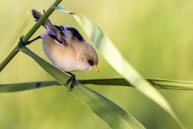 Sevimli kuş. Sakallı kuş. Doğa arka planı. Sakallı Sazlık. Panurus biarmicus.