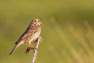 Doğa ve kuşlar. Renkli doğa habitat arka plan.
