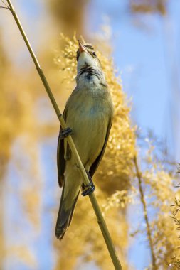 Doğa ve kuşlar. Renkli doğa habitat arka plan.