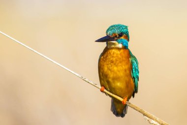 Kngfisher mı? Renkli doğa habitat arka plan.